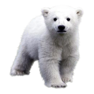 Polar white bear PNG-23524